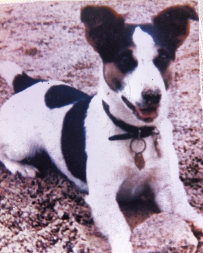 13124964_994486917302406_2465124107016675596_n